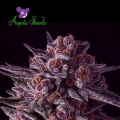 Gelato Dream - ANESIA SEEDS
