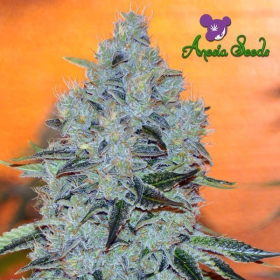Mob Boss - ANESIA SEEDS | TanieSianie.pl