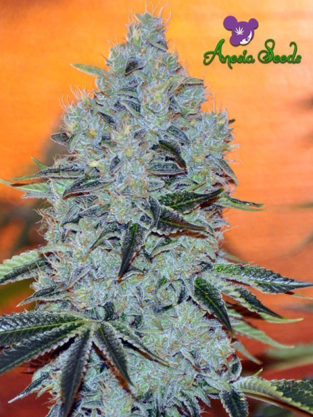 Mob Boss - ANESIA SEEDS | TanieSianie.pl