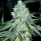 MAC - ANESIA SEEDS | TanieSianie.pl