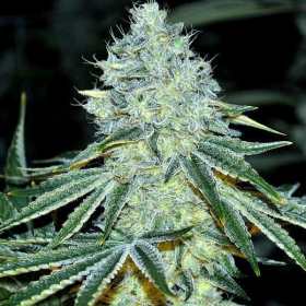 MAC - ANESIA SEEDS | TanieSianie.pl