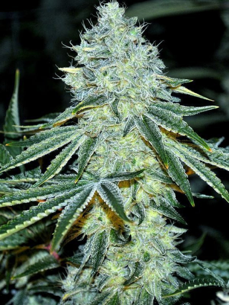 MAC - ANESIA SEEDS | TanieSianie.pl