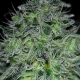 MAC - ANESIA SEEDS | TanieSianie.pl