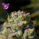 Iceberg - ANESIA SEEDS | TanieSianie.pl
