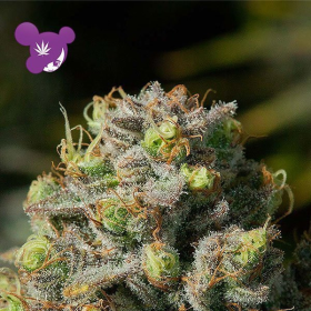 Iceberg - ANESIA SEEDS | TanieSianie.pl