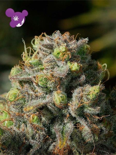 Iceberg - ANESIA SEEDS | TanieSianie.pl