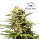 Auto White Widow - DUTCH PASSION | TanieSianie.pl