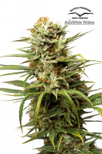 Auto White Widow - DUTCH PASSION | TanieSianie.pl