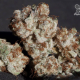 Iceberg - ANESIA SEEDS | TanieSianie.pl
