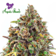 Haze Queen - ANESIA SEEDS | TanieSianie.pl
