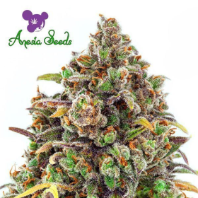 Haze Queen - ANESIA SEEDS | TanieSianie.pl