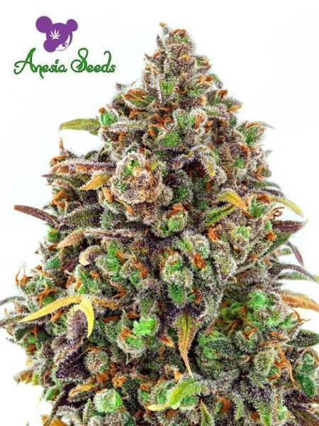 Haze Queen - ANESIA SEEDS | TanieSianie.pl