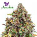 Haze Queen - ANESIA SEEDS