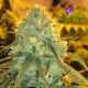 Hawaiiana - ANESIA SEEDS | TanieSianie.pl