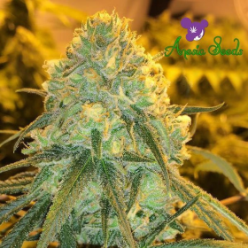 Hawaiiana - ANESIA SEEDS | TanieSianie.pl