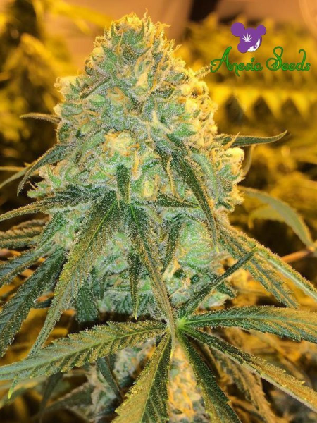 Hawaiiana - ANESIA SEEDS | TanieSianie.pl