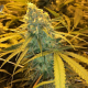 Hawaiiana - ANESIA SEEDS | TanieSianie.pl