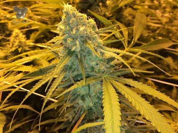 Hawaiiana - ANESIA SEEDS | TanieSianie.pl