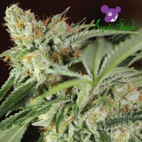 Ghost Train Haze # 1 - ANESIA SEEDS | TanieSianie.pl