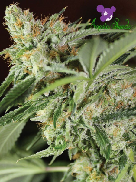 Ghost Train Haze # 1 - ANESIA SEEDS | TanieSianie.pl