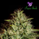 Auto White Kush - ANESIA SEEDS | TanieSianie.pl
