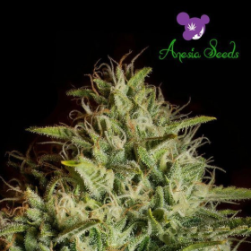 Auto White Kush - ANESIA SEEDS | TanieSianie.pl