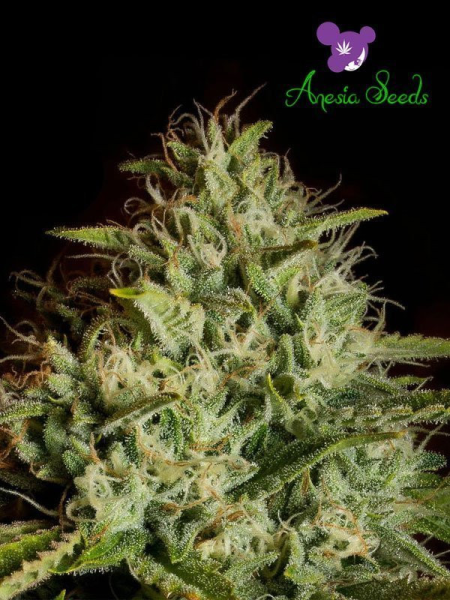 Auto White Kush - ANESIA SEEDS | TanieSianie.pl