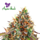 Cherry Kiss - ANESIA SEEDS | TanieSianie.pl