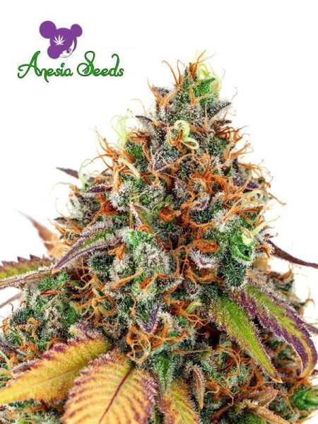 Cherry Kiss - ANESIA SEEDS | TanieSianie.pl