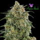 Auto Wonder - ANESIA SEEDS | TanieSianie.pl