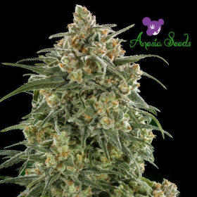 Auto Wonder - ANESIA SEEDS | TanieSianie.pl