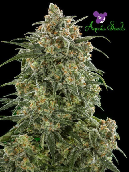 Auto Wonder - ANESIA SEEDS | TanieSianie.pl