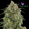 Auto Wonder - ANESIA SEEDS