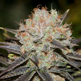 Chocolate Haze - ANESIA SEEDS | TanieSianie.pl