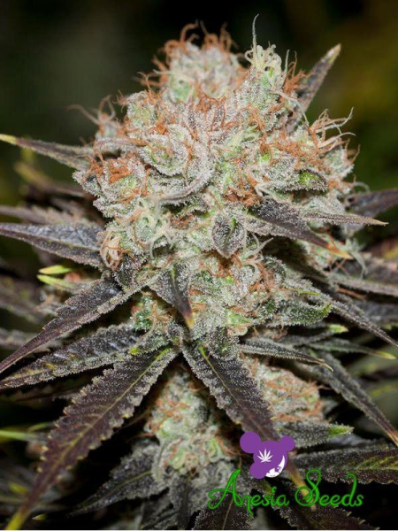 Chocolate Haze - ANESIA SEEDS | TanieSianie.pl