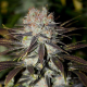 Chocolate Haze - ANESIA SEEDS | TanieSianie.pl