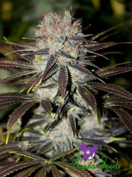 Chocolate Haze - ANESIA SEEDS | TanieSianie.pl
