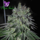 Fast Caramelic - ANESIA SEEDS | TanieSianie.pl