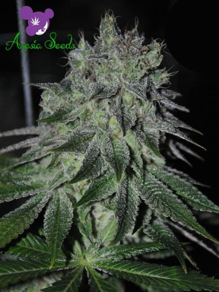 Fast Caramelic - ANESIA SEEDS | TanieSianie.pl
