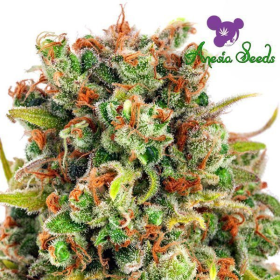 Mandaryna 47 - ANESIA SEEDS | TanieSianie.pl