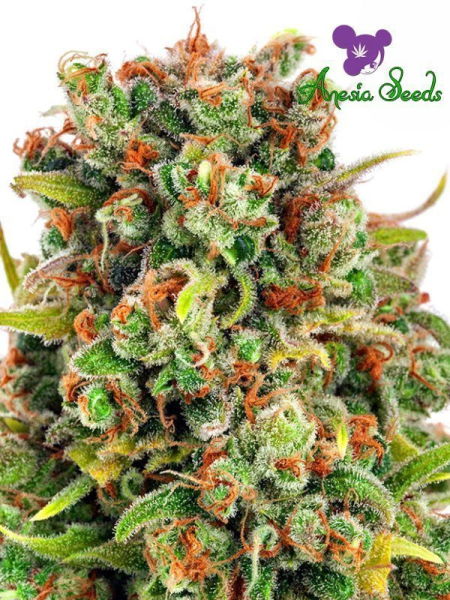 Mandaryna 47 - ANESIA SEEDS | TanieSianie.pl