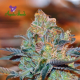 Orient Express - ANESIA SEEDS | TanieSianie.pl