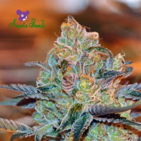 Orient Express - ANESIA SEEDS | TanieSianie.pl