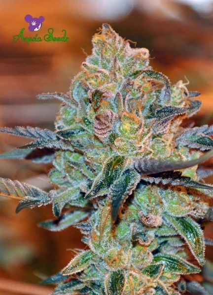 Orient Express - ANESIA SEEDS | TanieSianie.pl