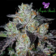 Purple Domina - ANESIA SEEDS | TanieSianie.pl