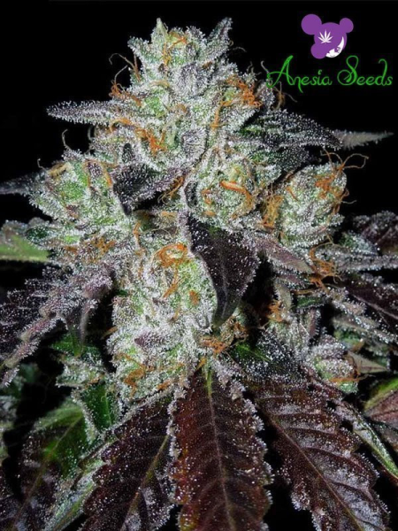 Purple Domina - ANESIA SEEDS | TanieSianie.pl