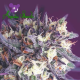 Super Glue - ANESIA SEEDS | TanieSianie.pl