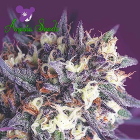 Super Glue - ANESIA SEEDS | TanieSianie.pl