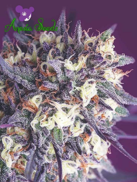 Super Glue - ANESIA SEEDS | TanieSianie.pl