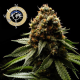 Afghanica - LANDRACES | TanieSianie.pl
